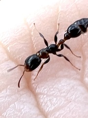 Pseudomyrmex ejectus