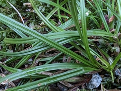 Carex hendersonii
