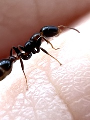 Pseudomyrmex ejectus