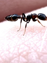 Pseudomyrmex ejectus