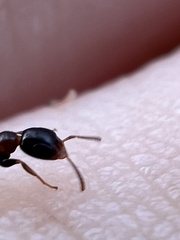 Pseudomyrmex ejectus