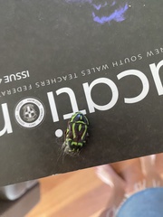 Eupoecila australasiae