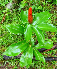 Costus pulverulentus