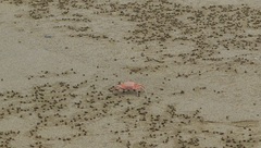 Ocypode gaudichaudii