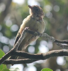 Pachycephala pectoralis contempta