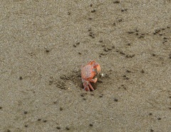 Ocypode gaudichaudii