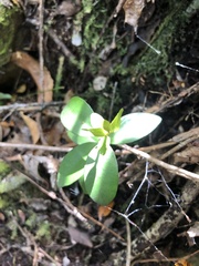 Metrosideros robusta