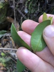 Metrosideros robusta