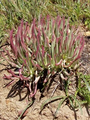 Dudleya edulis