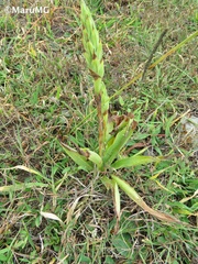 Dichromanthus michuacanus