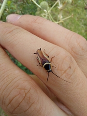 Pseudomops neglectus