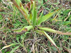 Dichromanthus michuacanus