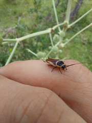 Pseudomops neglectus