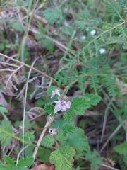 Rubus parvifolius