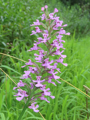 Platanthera peramoena