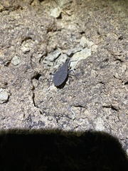 Triatoma