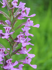 Platanthera peramoena