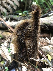 Dicksonia squarrosa