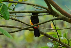 Ramphocelus flammigerus