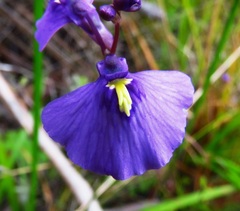 Utricularia dichotoma