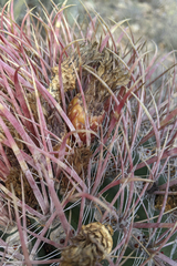 Ferocactus gracilis