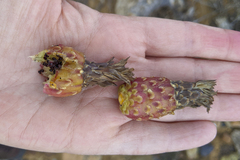 Ferocactus gracilis