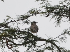 Mimus longicaudatus