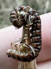 Arthrophaga myriapodina