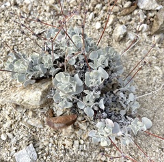 Eriogonum saxatile