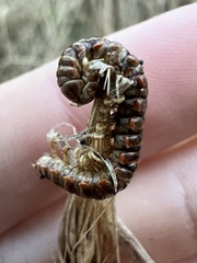 Arthrophaga myriapodina