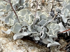 Eriogonum saxatile