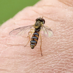 Sphaerophoria macrogaster