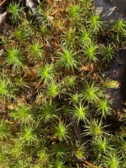 Polytrichum commune