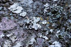 Dermatocarpon miniatum