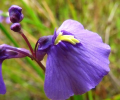 Utricularia dichotoma