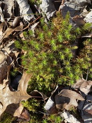 Polytrichum commune