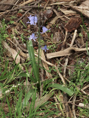 Hyacinthoides