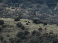 Cervus elaphus