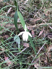 Caladenia catenata
