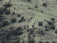 Cervus elaphus