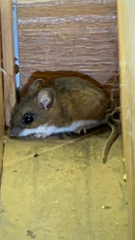 Peromyscus maniculatus