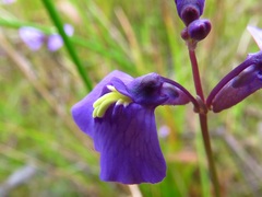 Utricularia dichotoma