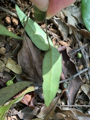 Trachelospermum asiaticum