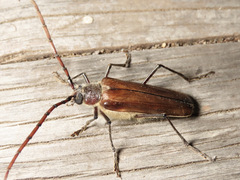 Ochrocydus huttoni