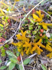 Austrolycopodium fastigiatum
