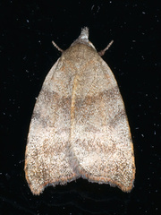 Tortricopsis euryphanella