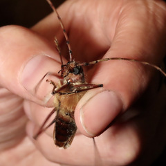 Ochrocydus huttoni