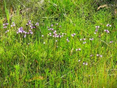 Utricularia dichotoma