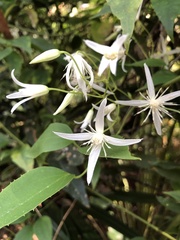 Clematis aristata