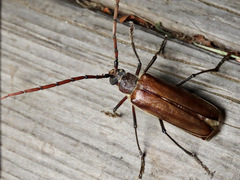 Ochrocydus huttoni